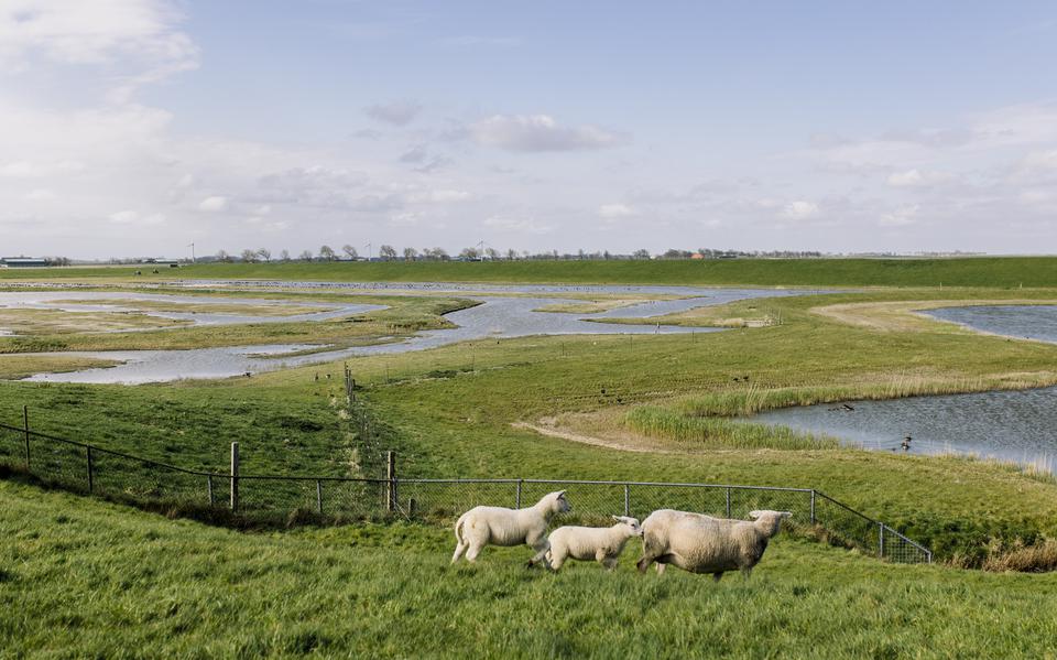 De Klutenplas is een voorbeeld van een weiland dat door Groninger Landschap in een brakwatergebied is veranderd. 
