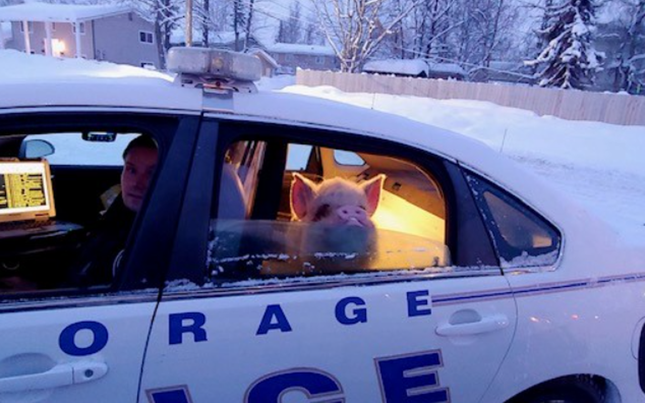 Het verkleumde varken maakt een ritje op de achterbank van een politiewagen en wordt thuis weer afgeleverd.