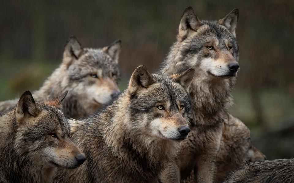 De wolf neemt in aantal toe, ook in Nederland