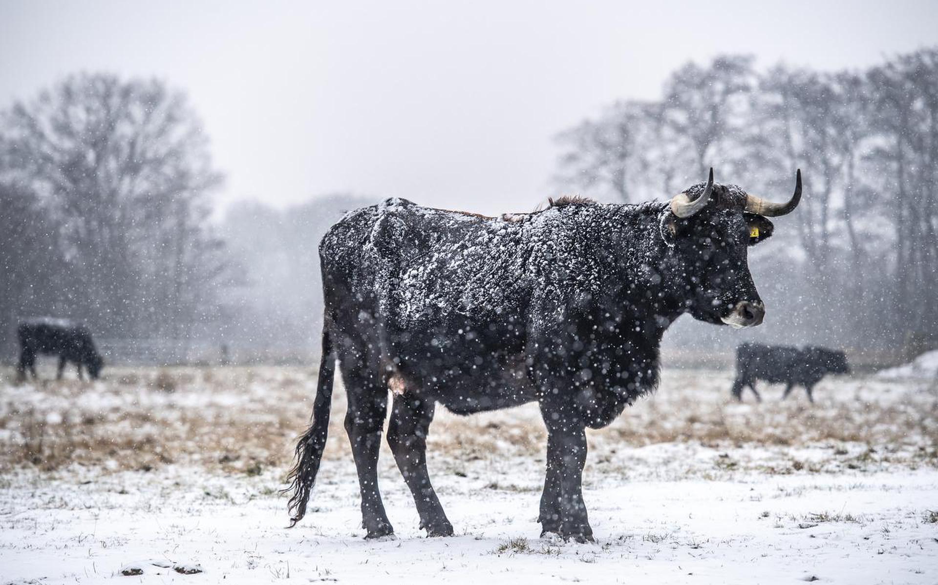 Opinie Drents Friese Wold Open Voor Iedereen Dagblad Van Het Noorden 9233