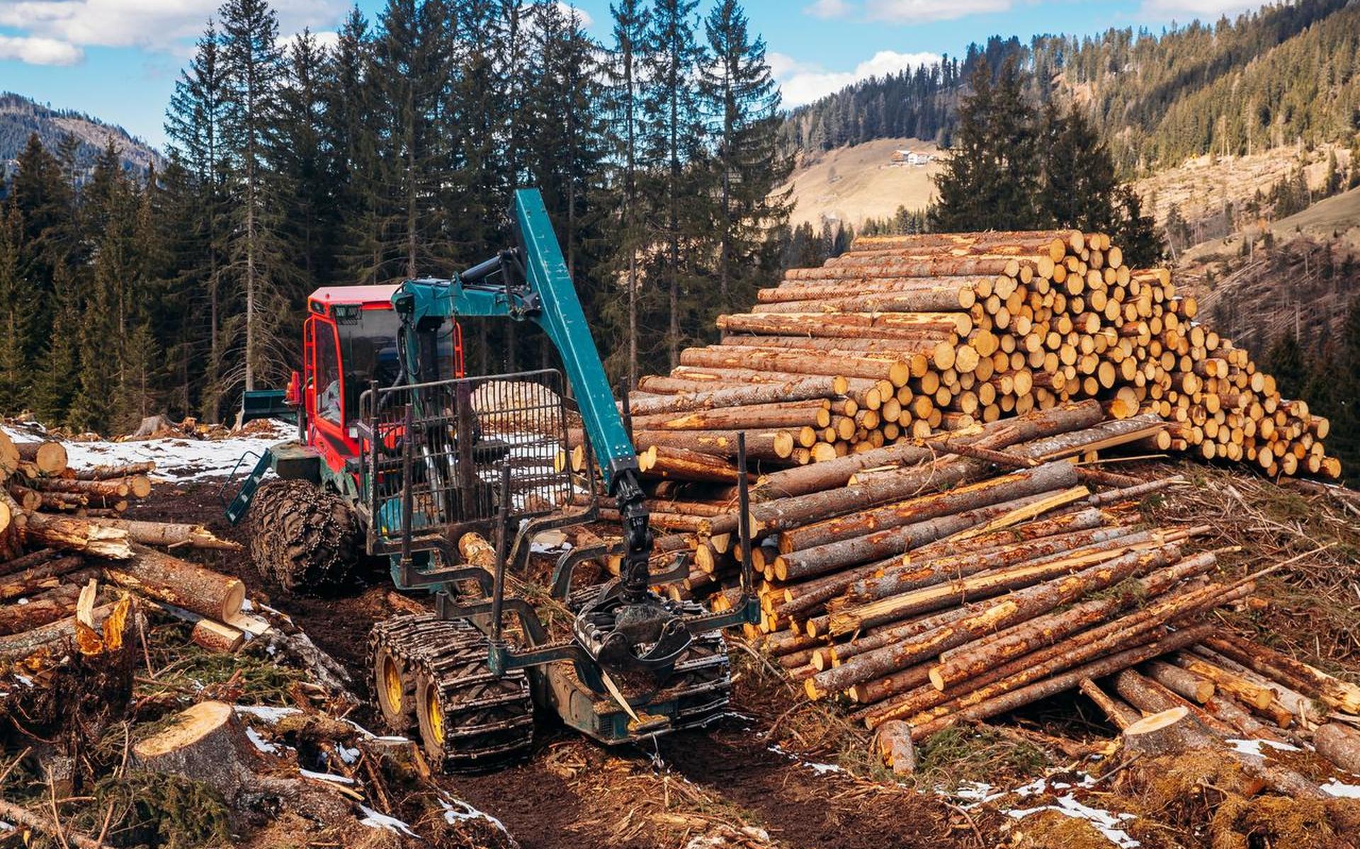 Buitensporige houtkap bedreigt over de hele wereld de bos-ecologie.