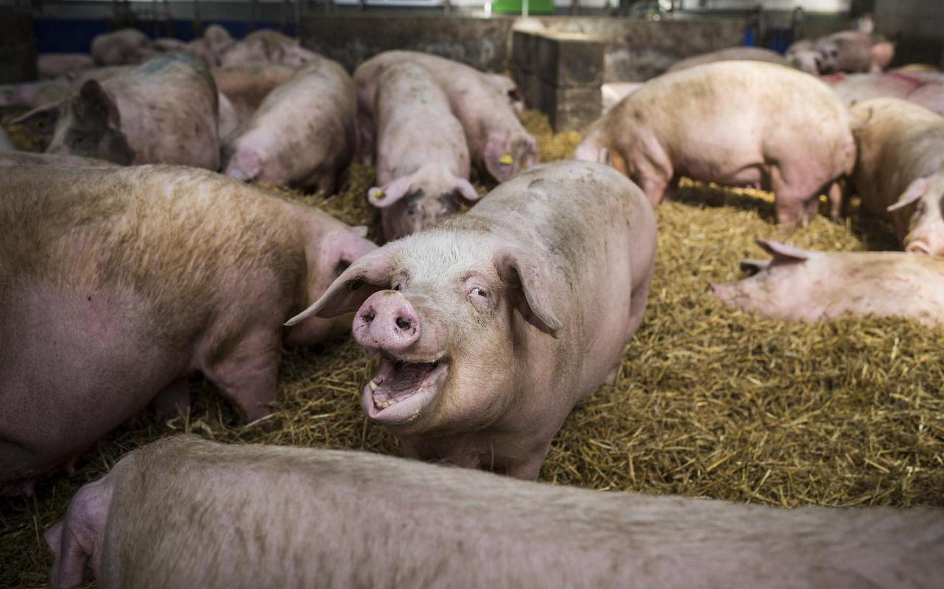 Nederlandse varkensboerderij. Foto Archief Kees van de Veen

