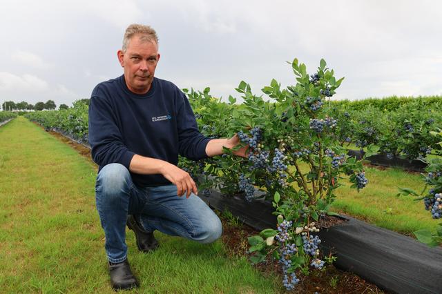 Blauw goud uit Bovensmilde: een uit de hand gelopen hobby groeit uit tot een bessenimperium