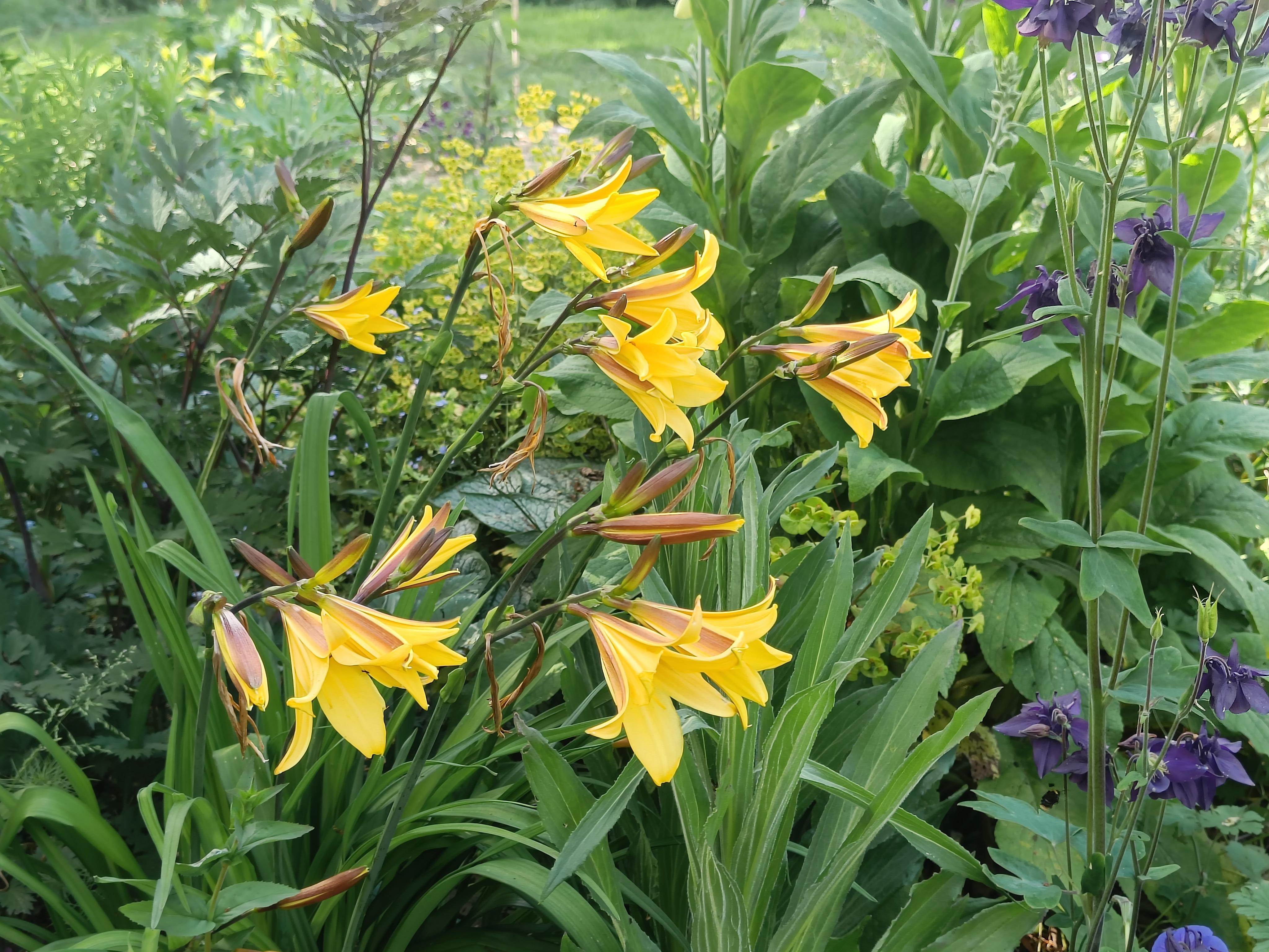 Zes tuinen openen hun deuren tijdens Open Tuinenweekend