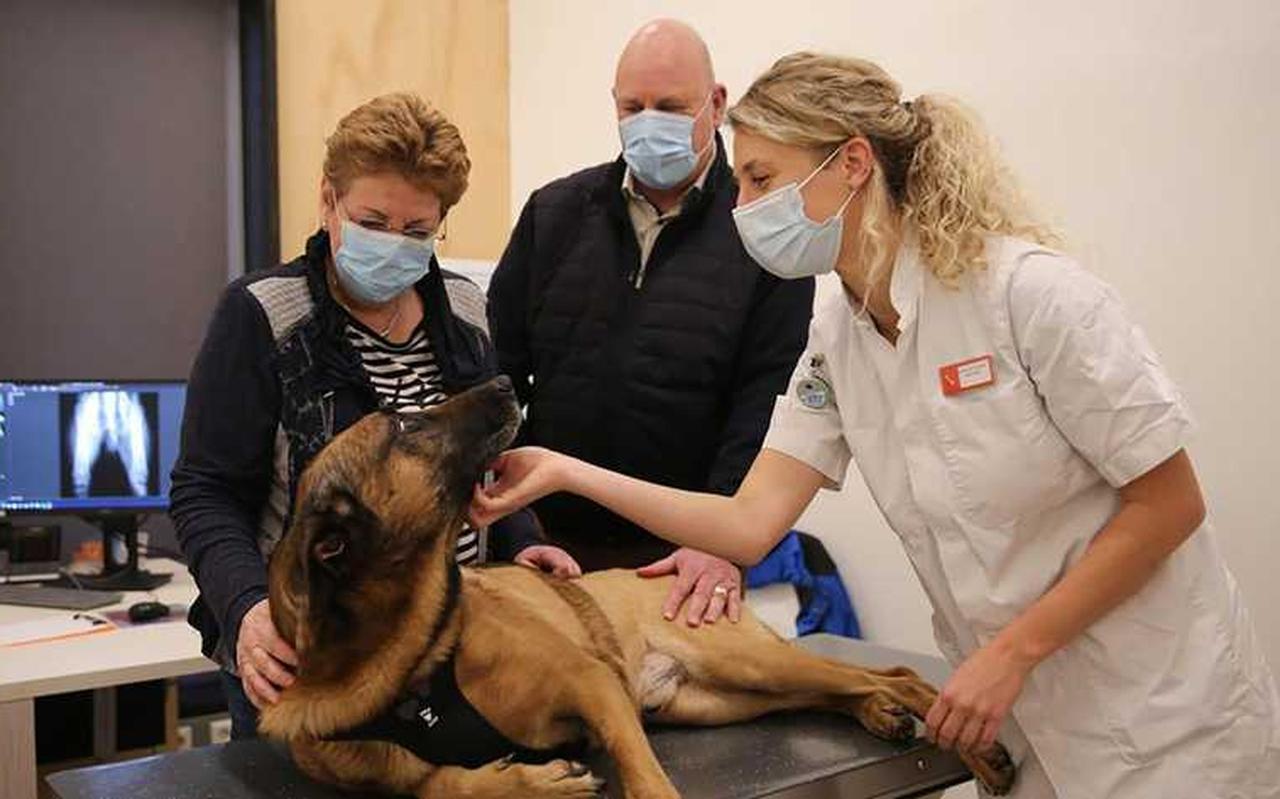 De Mechelse herder Rax De Mechelse herder Rax