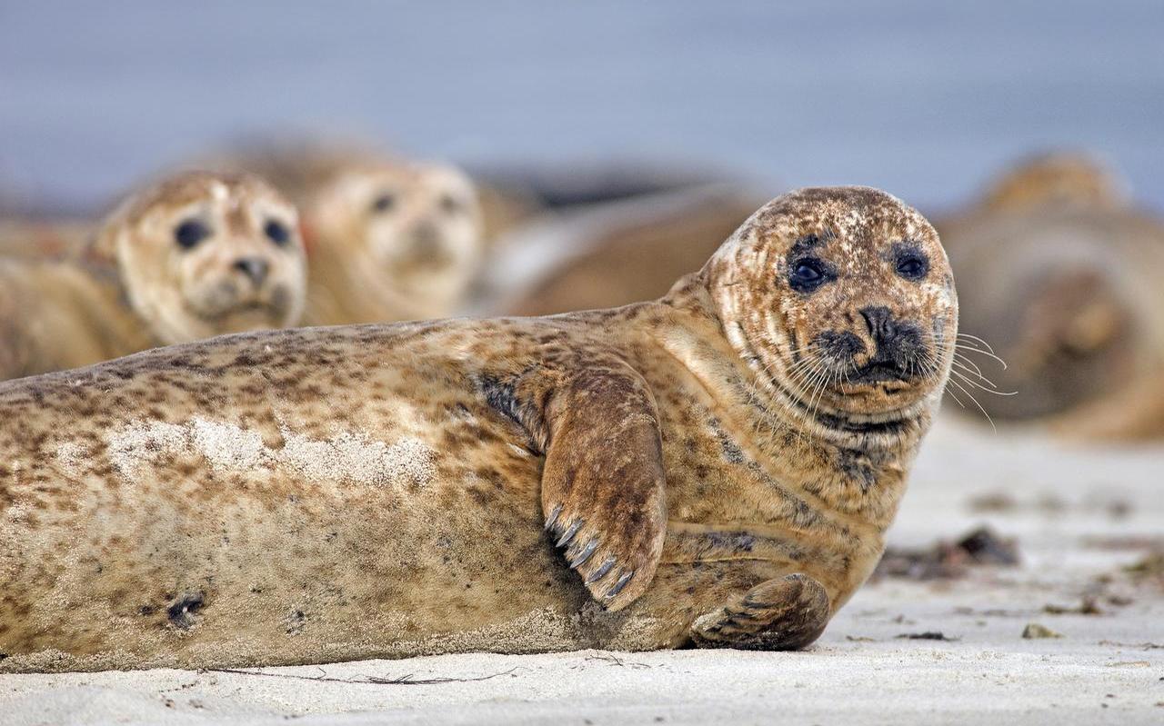 Gewone zeehond op een zandplaat in de Waddenzee. De populatie is in veertig jaar alleen maar toegenomen. FOTO MARCEL VAN KAMMEN Gewone zeehond op een zandplaat in de Waddenzee. De populatie is in veertig jaar alleen maar toegenomen. FOTO MARCEL VAN KAMMEN