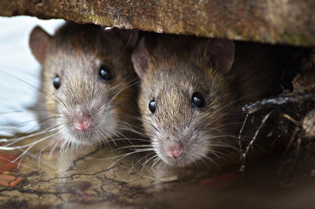 Rattenoverlast op Terschelling houdt aan: elke maand ruim honderd ratten doodgeschoten