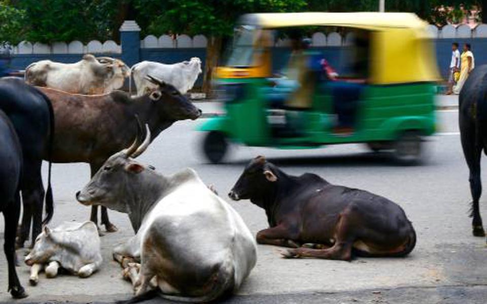 Verbod koehandel India van tafel.