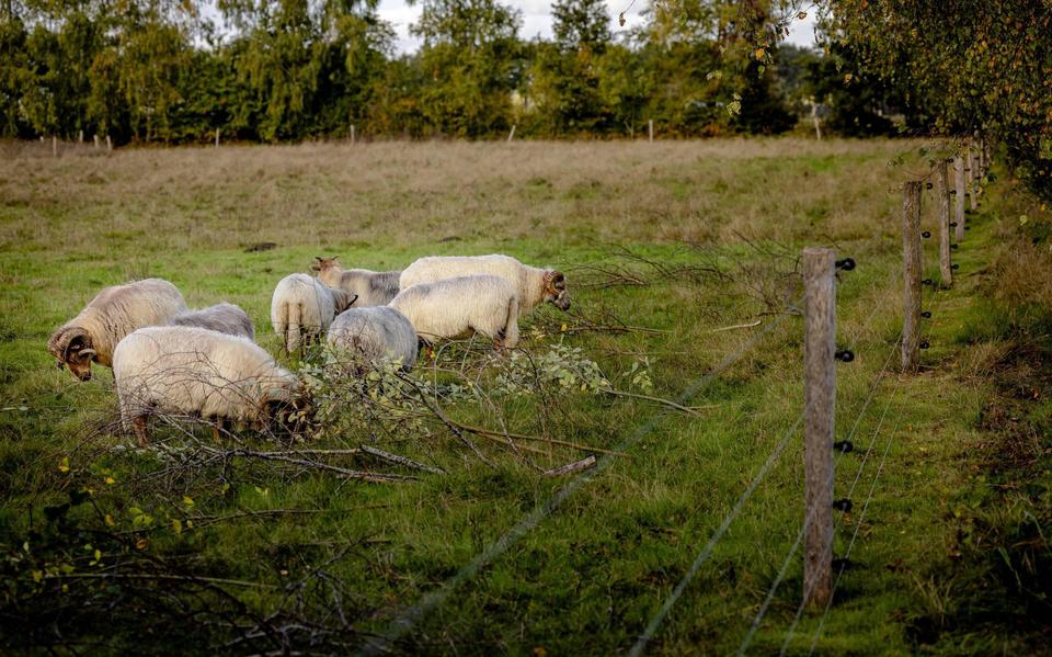 Bij boer Sipke van Dalen in Appelscha zijn zondagmorgen 28 schapen aangevallen. De schapen op de foto zijn niet de schapen van Van Dalen.