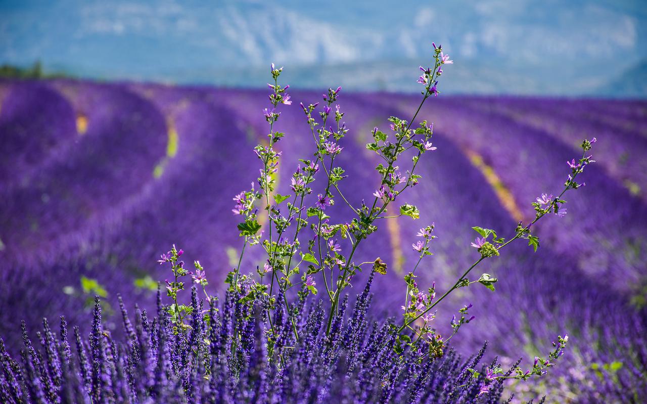 Een lavendelveld in Frankrijk.