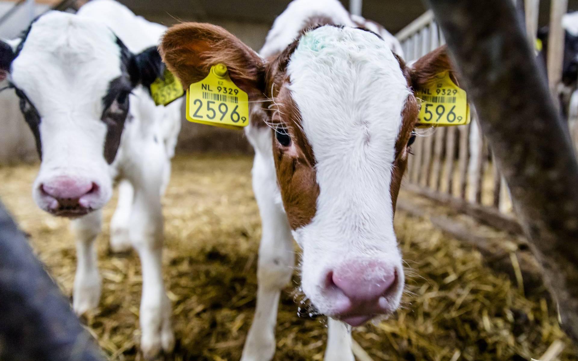 Milieu Defensie Westerveld vindt dat Stercore de intensieve veehouderij alleen maar in stand houdt en van een milieuvriendelijk laagje vernis voorziet.