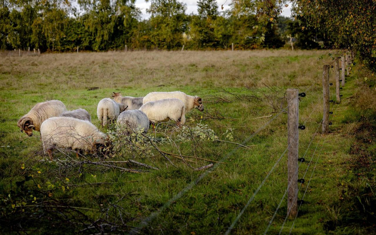 Bij boer Sipke van Dalen in Appelscha zijn zondagmorgen schapen aangevallen. De schapen op de foto zijn niet de schapen van Van Dalen.