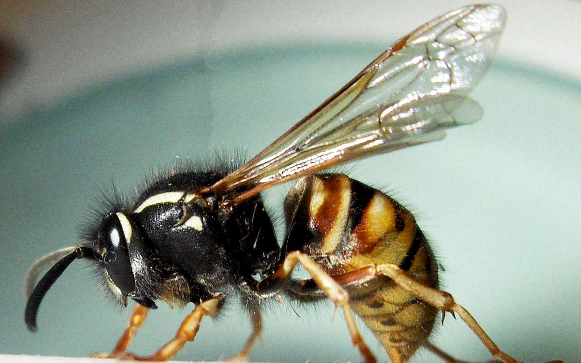 Allergoloog: 5 tot 10 keer per jaar dood na insectensteken - Dagblad