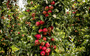 Elstar-appels aan een boom. FOTO ANP