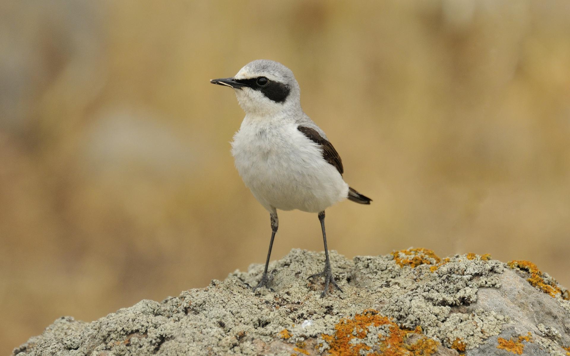 Het gaat slecht met de wadvogels, maar er is hoop. 'Bij het