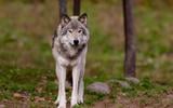 De wolf wordt nu ook in de Noordoostpolder gesignaleerd. 