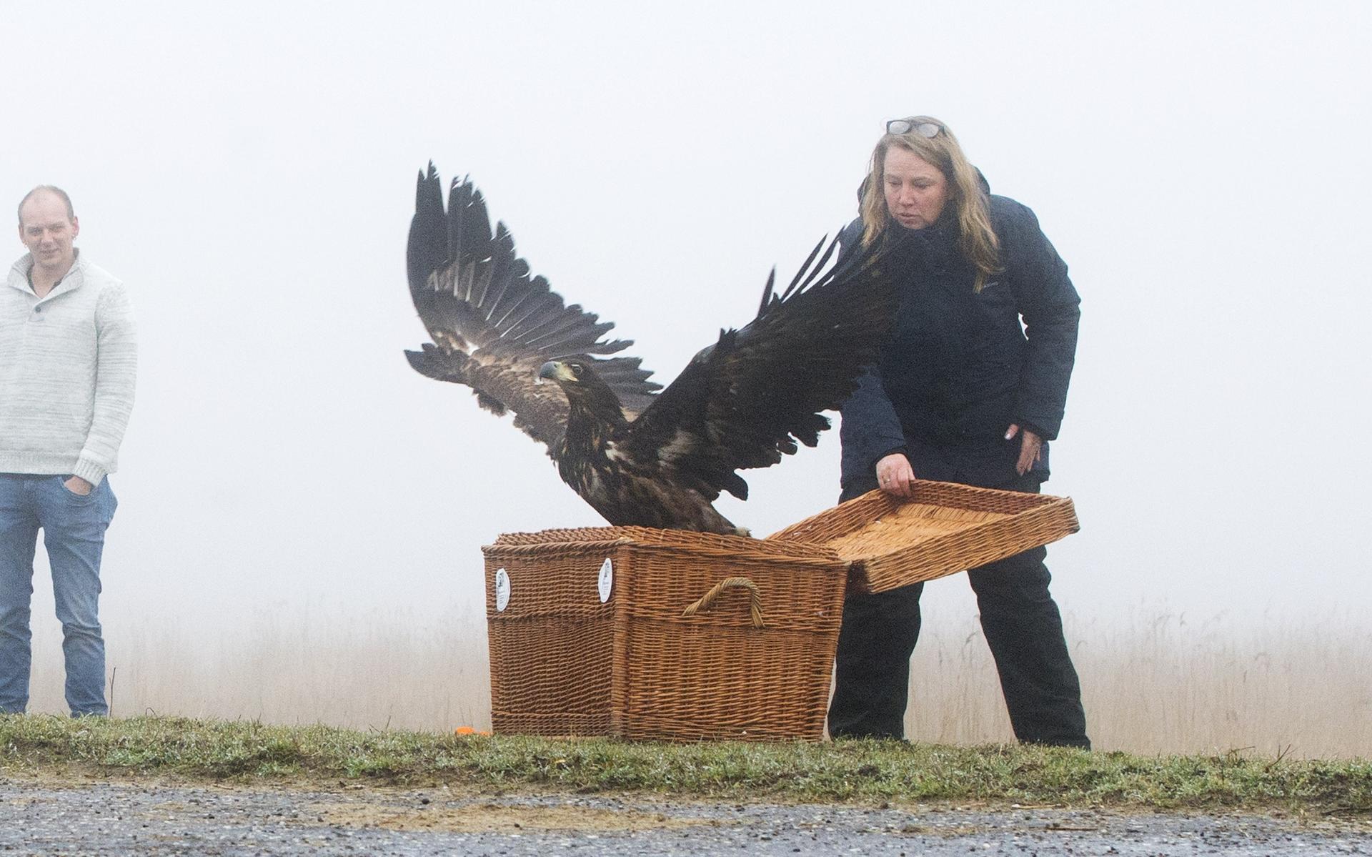 Gerevalideerde zeearend slaat vleugels uit boven het Lauwersmeer na operatie én fysiotherapie - Dagb