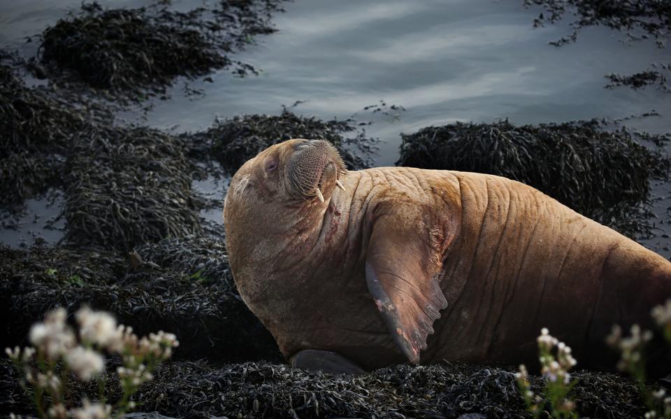 Walrus Freya vorig jaar in Harlingen.