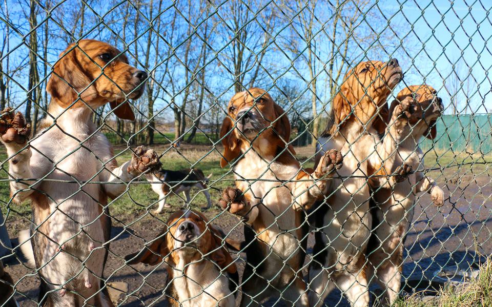 Een aantal van de beagles in Kootstertille eerder deze maand.