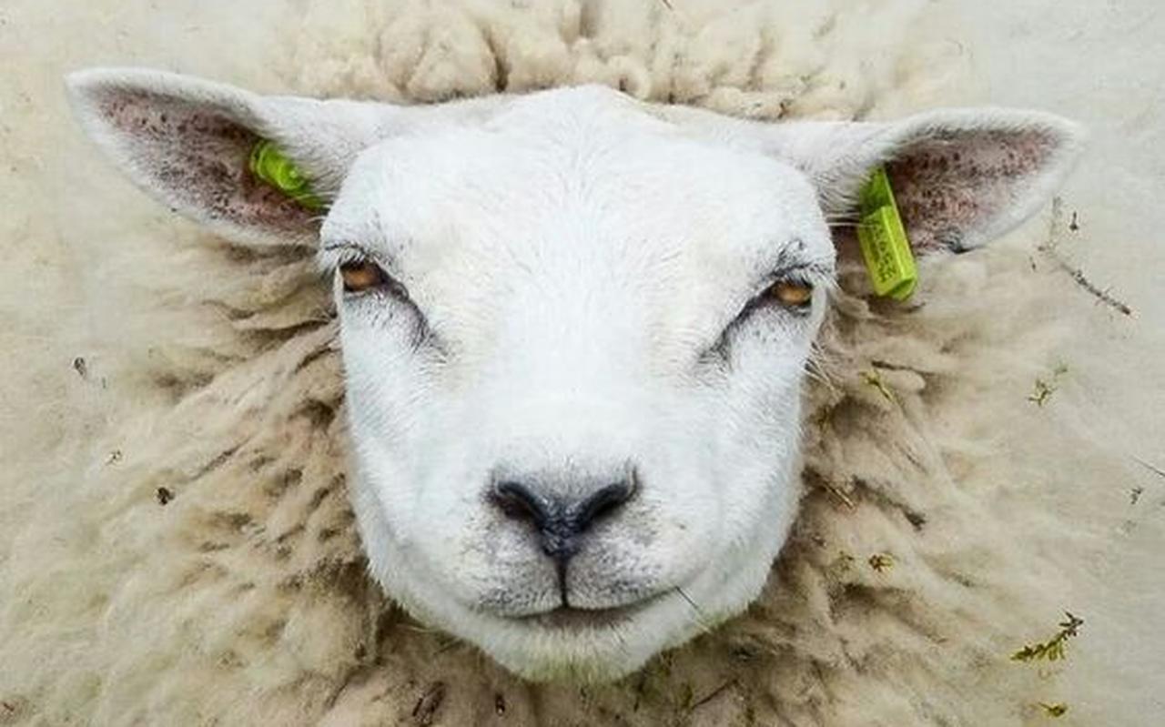 Texels schaap Texels schaap