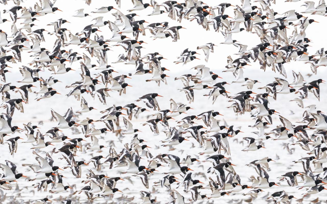 Eén van de foto's uit de winnende scholekster-serie van natuurfotograaf Anja Brouwer. Eén van de foto's uit de winnende scholekster-serie van natuurfotograaf Anja Brouwer.