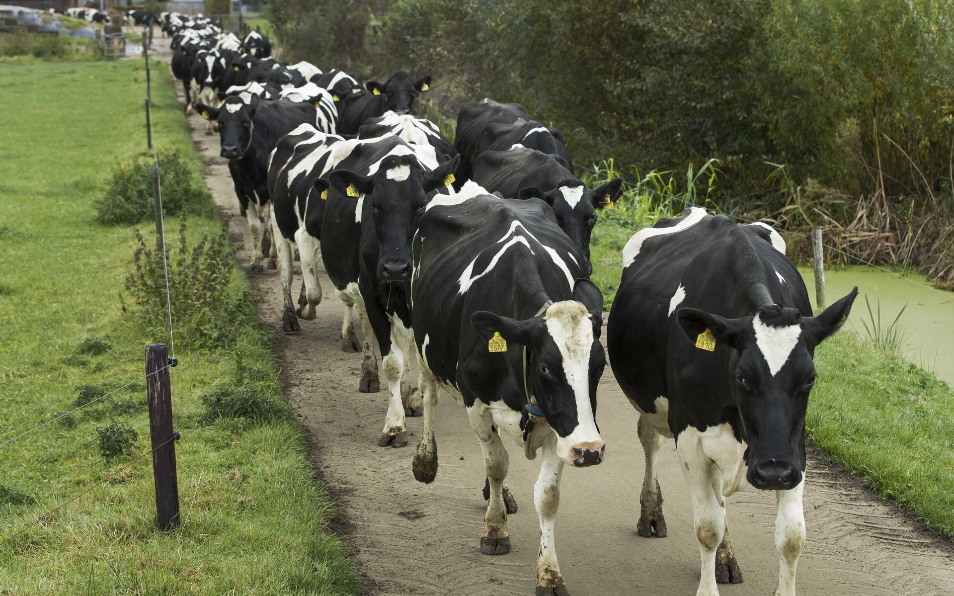 Uit onderzoeken van het Centraal Bureau voor de Statistiek CBS blijkt dat de fosfaatproductie die wordt veroorzaakt door de Nederlandse veestapel grotendeels wordt veroorzaakt door de melkveehouderij. 
