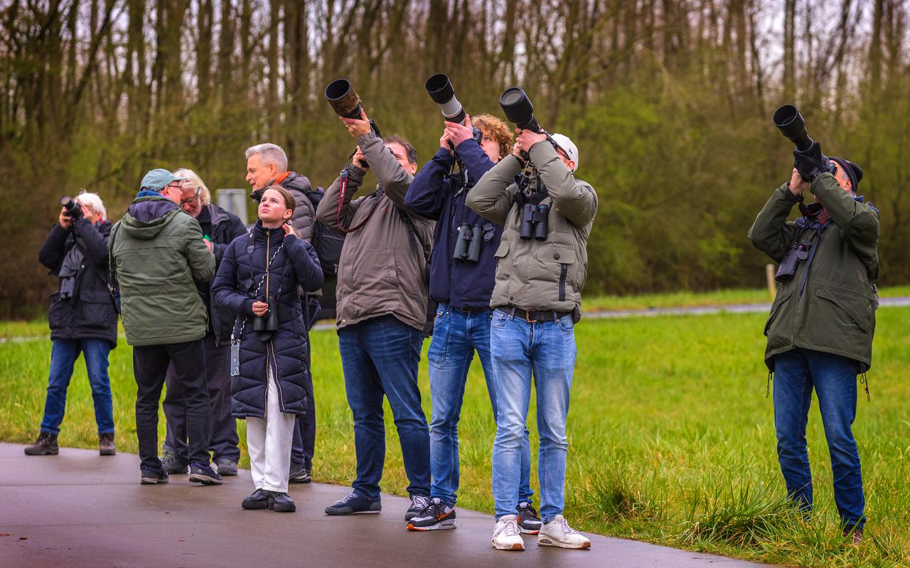 Een groep vogelaars probeert de Alpengierzwaluw te fotograferen.