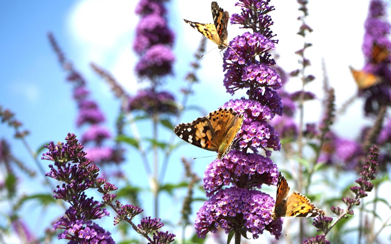 Foto: Unsplash Foto: Unsplash
