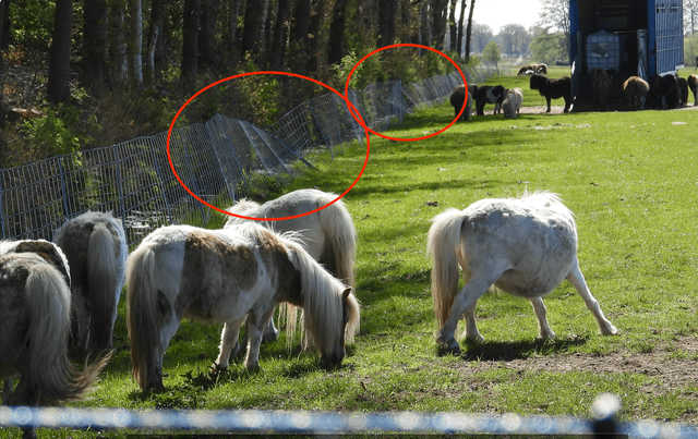 Dierenbeschermers doen aangifte tegen Friese boer. ‘Ziet wolvenaanvallen als verdienmodel’