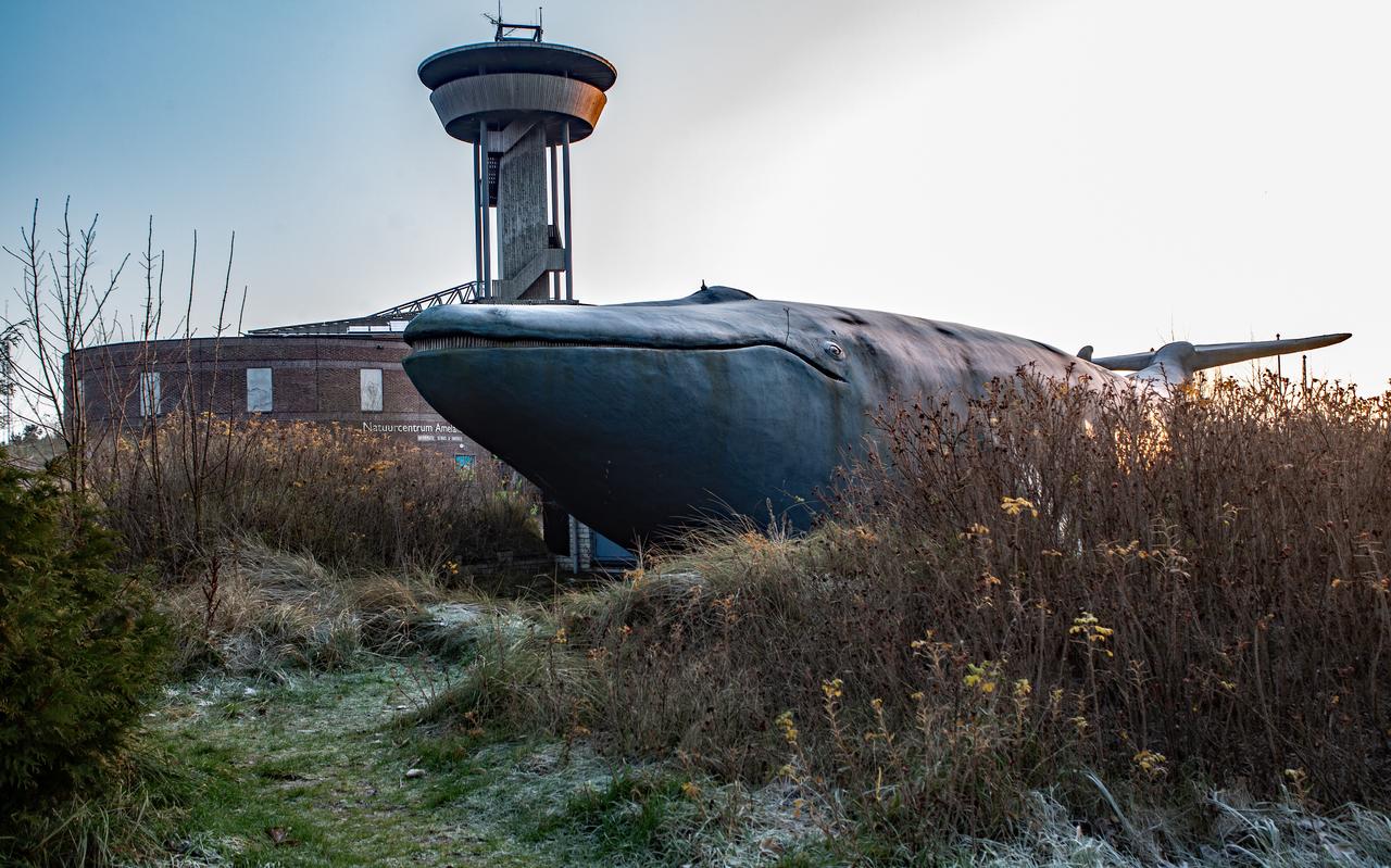 De betonnen walvis staat nu nog bij de ingang van Natuurcentrum Ameland. De betonnen walvis staat nu nog bij de ingang van Natuurcentrum Ameland.