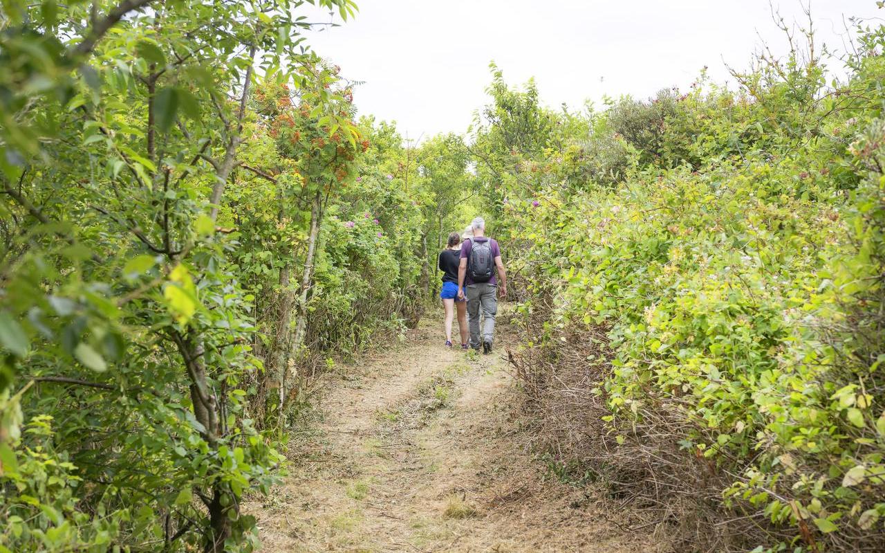 Zomerbijlage: Wandelroute Boswachterspad Vlieland. FOTO: MARCEL VAN KAMMEN Zomerbijlage: Wandelroute Boswachterspad Vlieland. FOTO: MARCEL VAN KAMMEN
