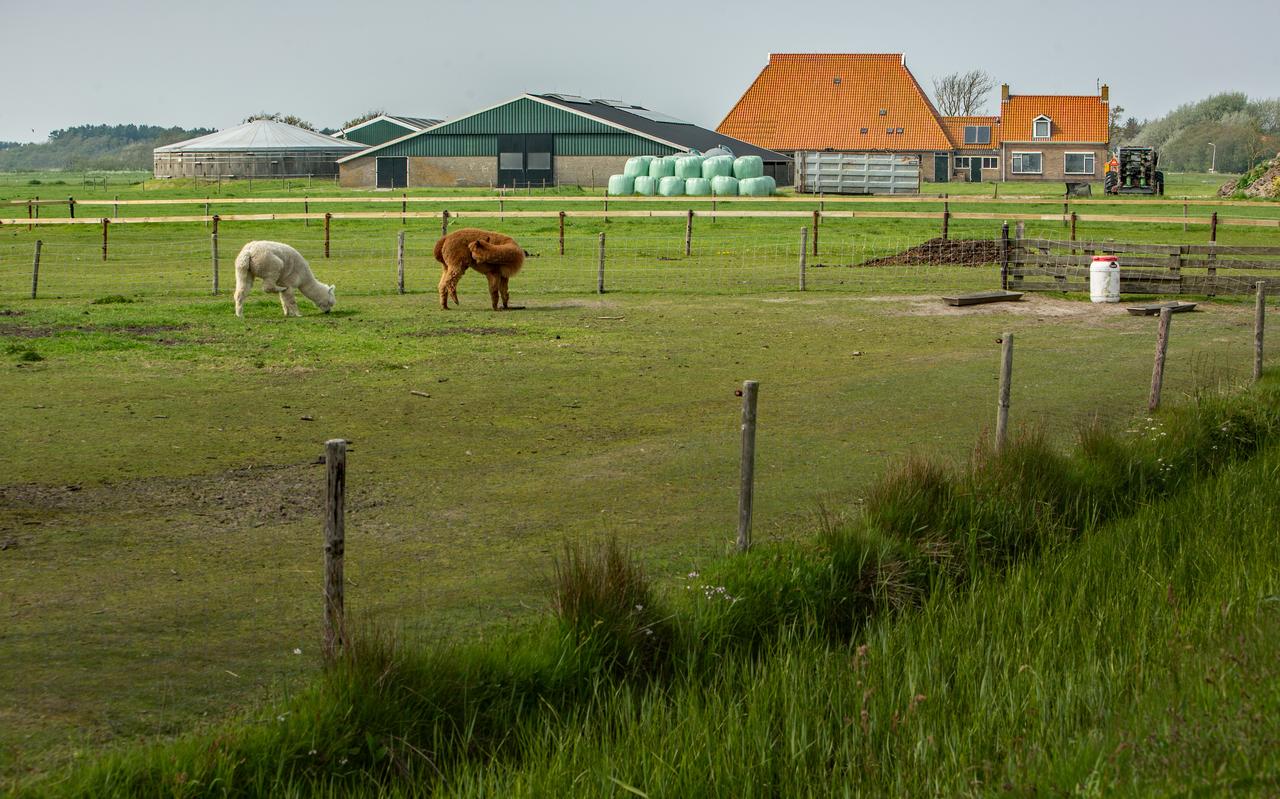 De provincie heeft het land en de natuurvergunning van de boerderij aan de Pietje Miedeweg 4 van Paul Polet gekocht. De provincie heeft het land en de natuurvergunning van de boerderij aan de Pietje Miedeweg 4 van Paul Polet gekocht.