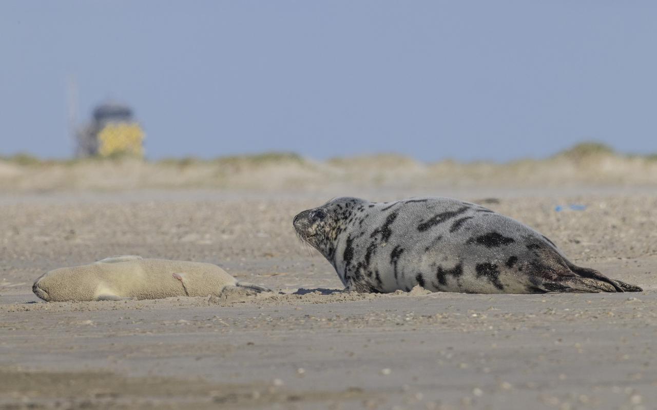 De klapmuts en haar pup op de Vliehors. Dit deel van het strand aan de westkant van Vlieland is afgesloten om de dieren rust te geven.
