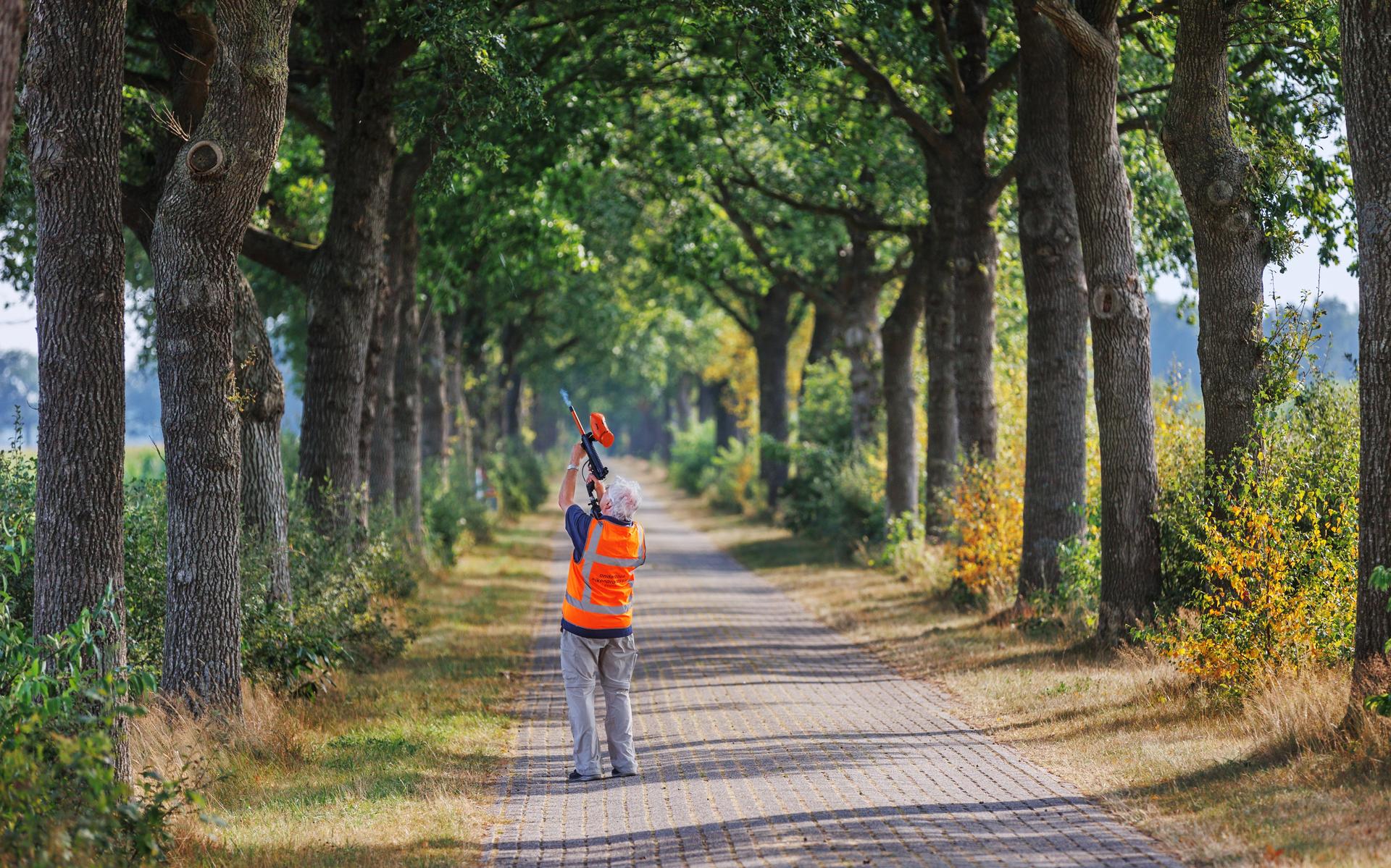 Bomen in Fochteloo beschoten met sekslokstof. Zo tuint de eikenprocessierups erin