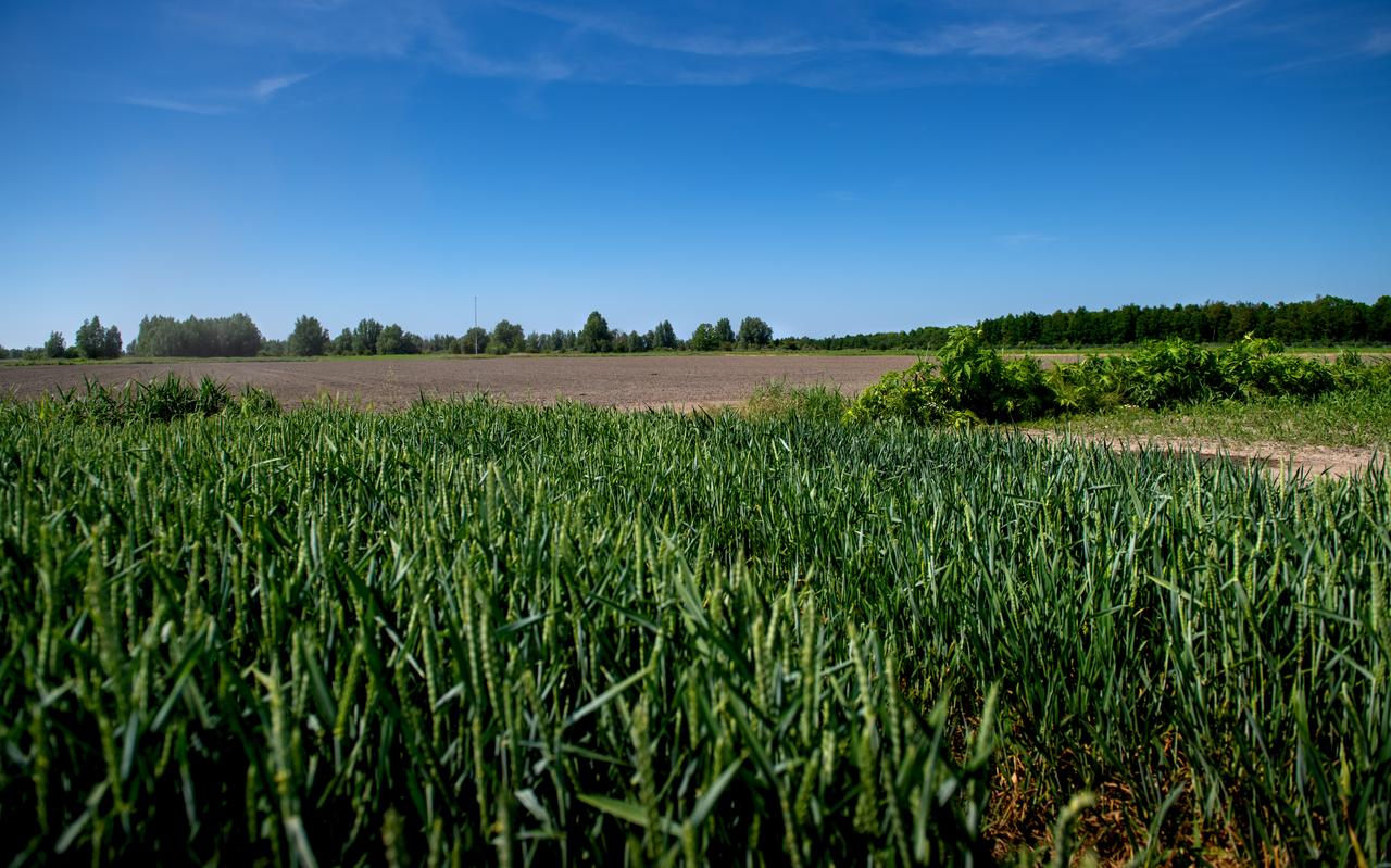 Het terrein van de voormalige kruitfabriek bij Munnekezijl. Foto: Jilmer Postma Het terrein van de voormalige kruitfabriek bij Munnekezijl. Foto: Jilmer Postma