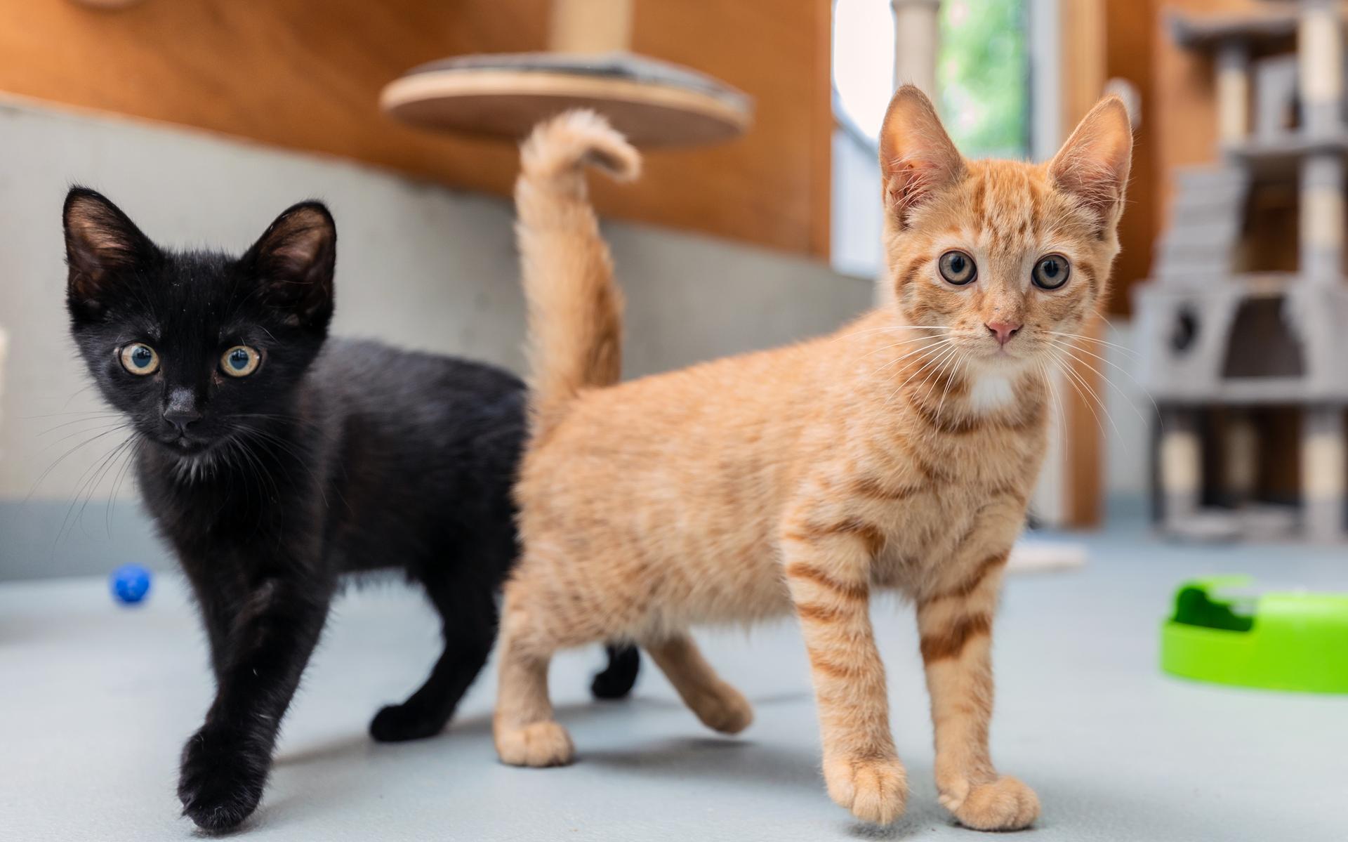 Minimagezinnen in Groningen kunnen katten gratis laten castreren en ...