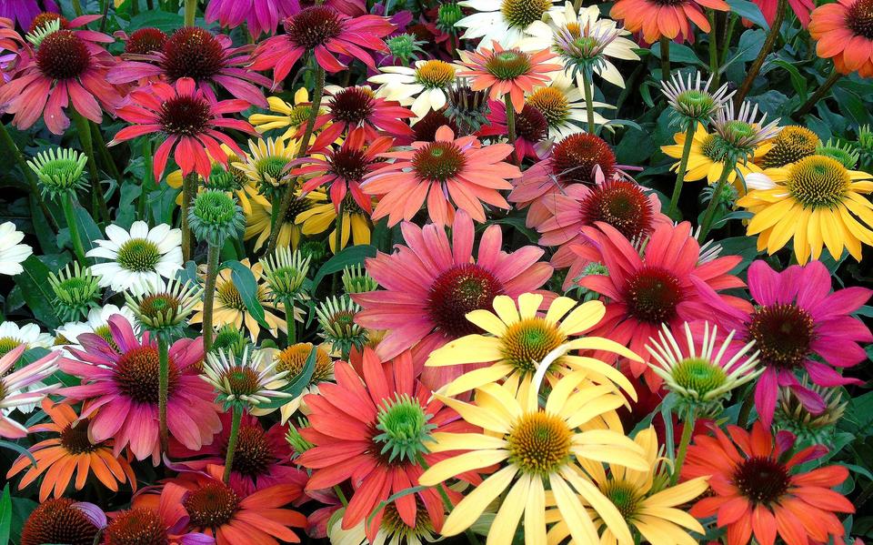 Zonnehoedcultivars. 