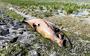 Een dode aangespoelde bruinvis op de zeedijk bij Ternaard maandag.