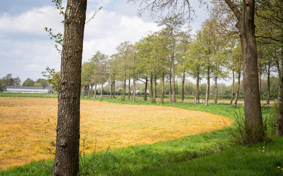 Een oranjegeel glyfosaatveld. 