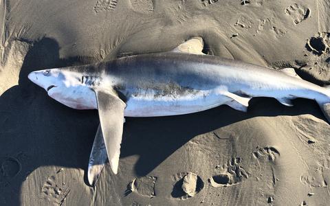 Eilander Foppe Schut en zijn vrouw Veronika Skuplik deden dinsdag een bijzondere vondst op het strand van Schiermonnikoog: het stel vond een aangespoelde haai.