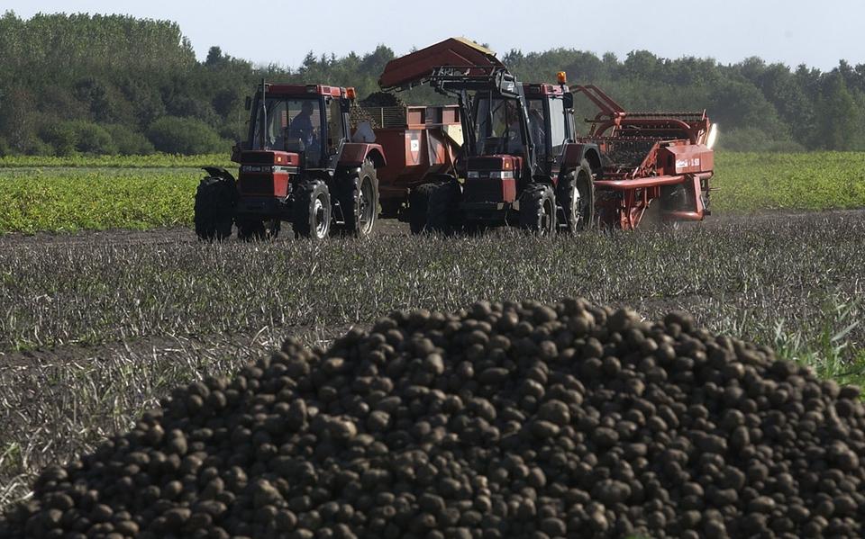 Consumptieaardappelen op zandgronden moeten dit jaar voor 1 oktober geoogst worden om de waterkwaliteit te verbeteren.                       