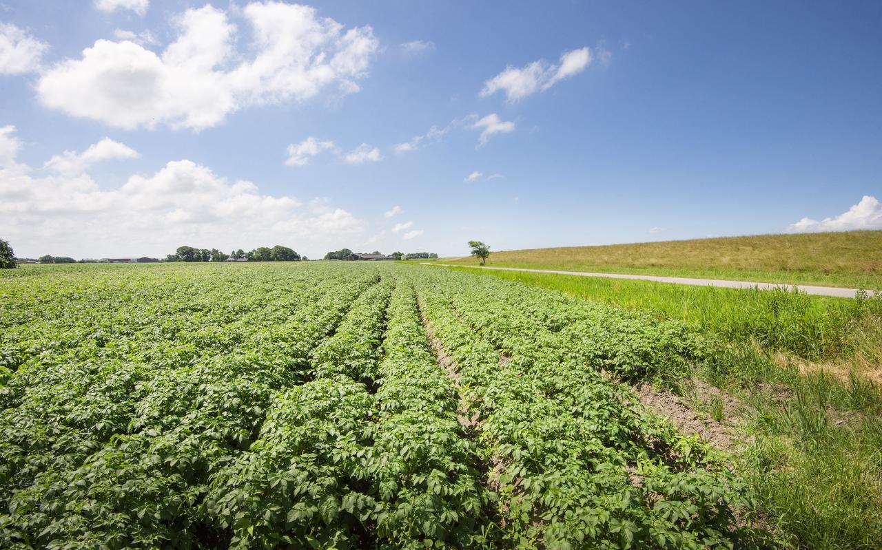 Aardappelvelden rondom Ternaard. Aardappelvelden rondom Ternaard.