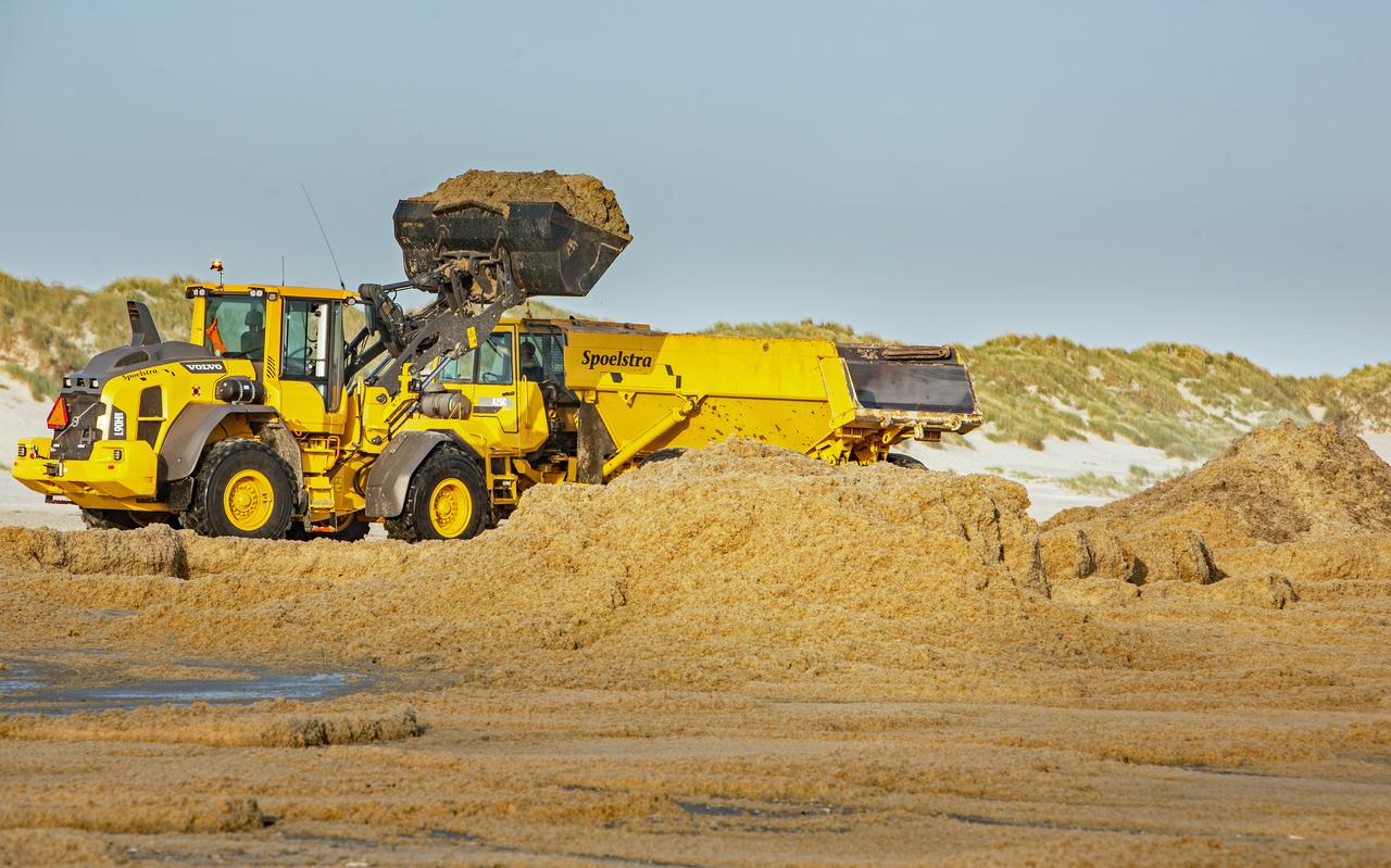 Mosdiertjes worden verwijderd van het badstrand op Ameland. Mosdiertjes worden verwijderd van het badstrand op Ameland.