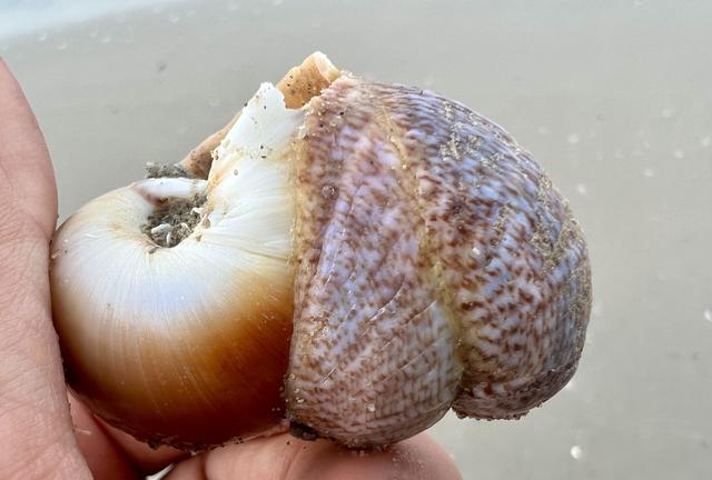 Muiltjes van online haren