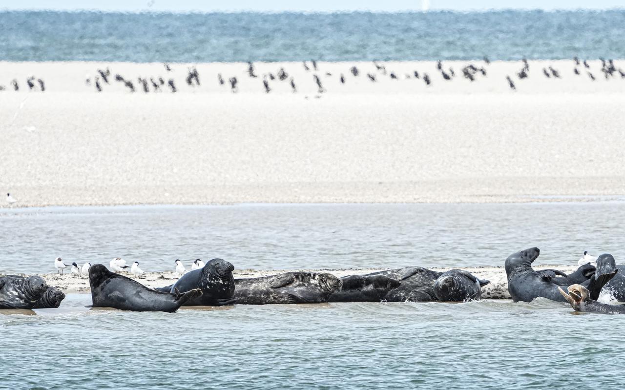 Zeehonden liggen te zonnen op de zandbank de Richel, een zandplaat in de Waddenzee tussen Vlieland en Terschelling. 