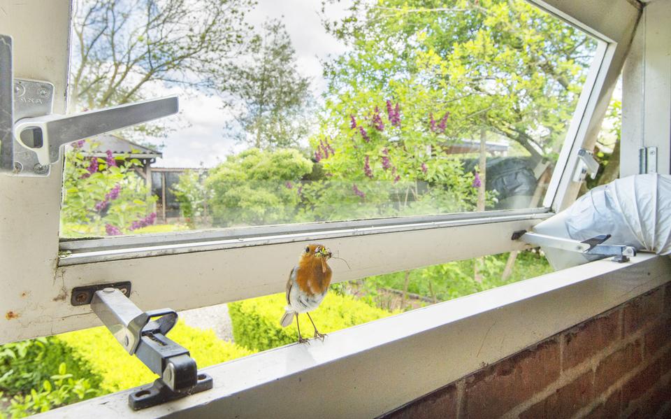Een roodborstje heeft een nestje met jonkies bovenop een ondersteboven hangende fietspomp in een bijkeuken. Nu de bewoners veel thuis zijn hangt de slang van de wasdroger constant naar buiten, zodat de vogel via het openstaande raam kan binnenkomen.