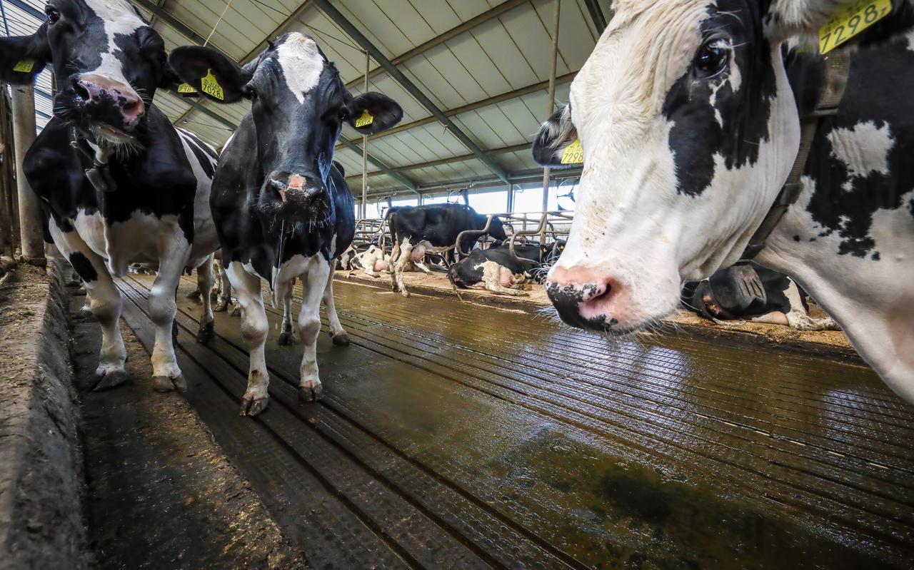 De Koudumer melkveehouder Anton Stokman heeft driehonderd koeien in een stal met een speciaal ontwikkelde dichte loopvloer, die de emissie uit de onderliggende mestkelder moet beperken.