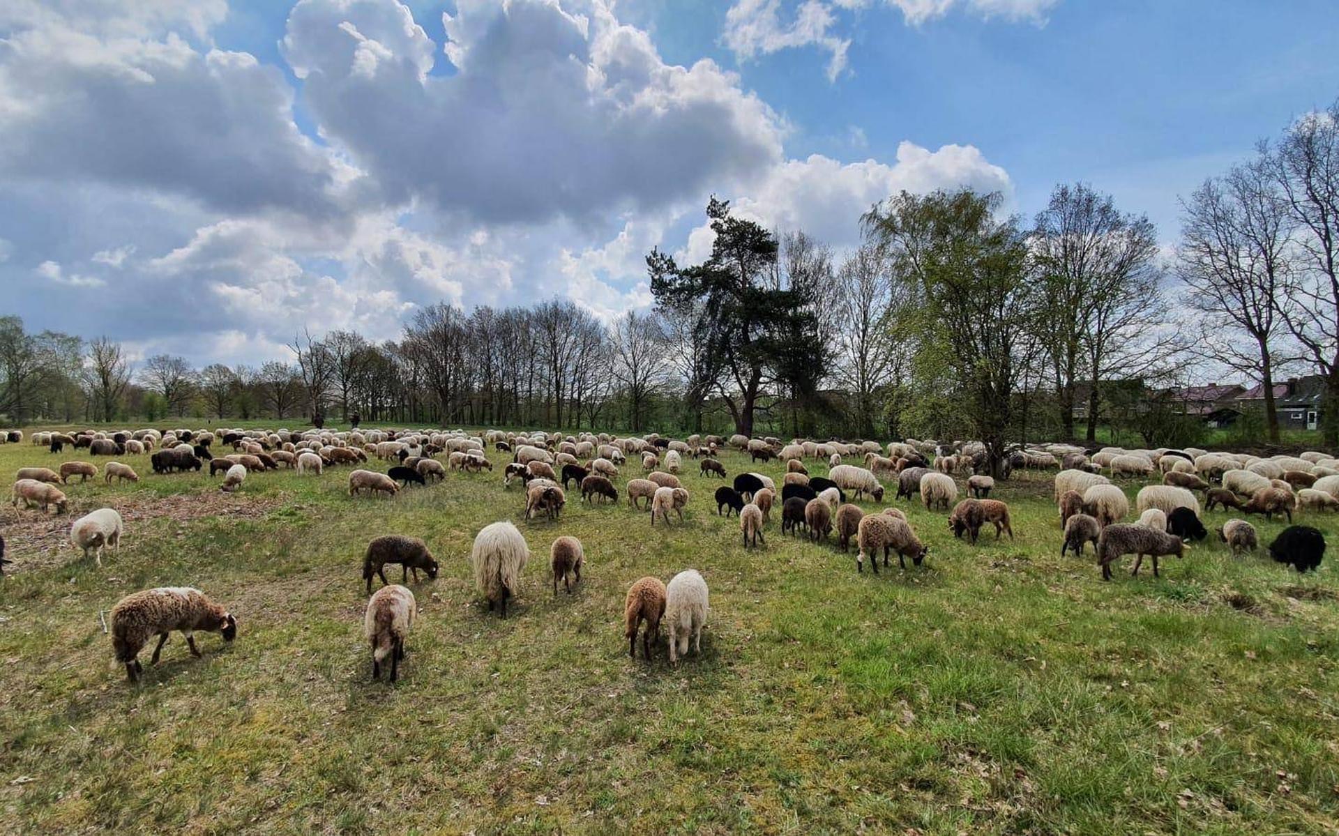 Havelte Holtingerveld