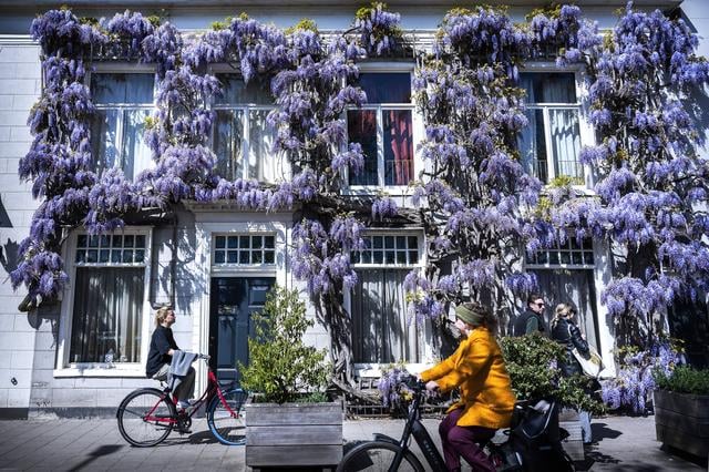 Zo’n prachtige blauwe regen aan je gevel. Ooit overwogen? Dit stokoude exemplaar in Groningen trekt 