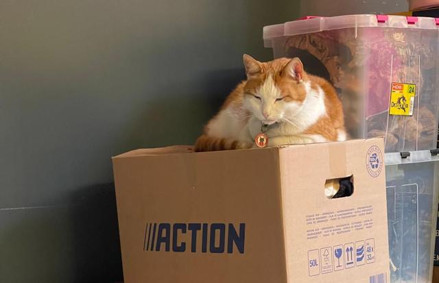 Na bijna 10 jaar verhuist Nemo, de beroemdste kater van Groningen. ‘Hij beslist toch zelf wat-ie gaa